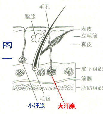 腋下大汗腺症状图